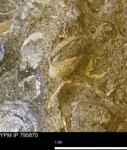 undet. Bivalvia