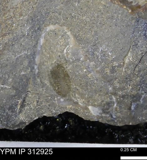 undet. Mollusca