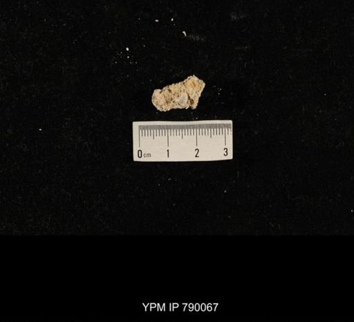 undet. Brachiopoda; shell hash with