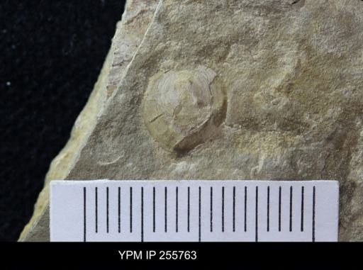 Orbiculoidea sp.