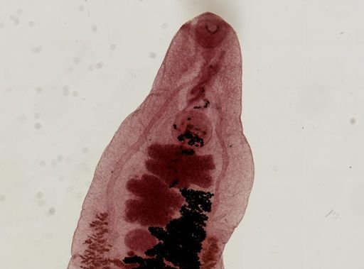 Dicrocoelium dendriticum
