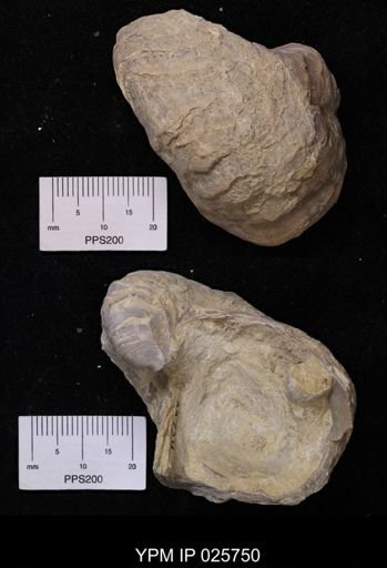 Gryphaea mucronata
