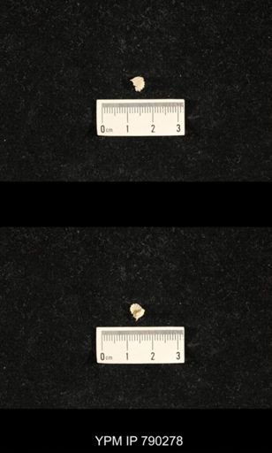 Hustedia huecoensis