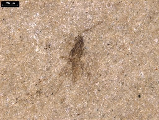 taxon undetermined