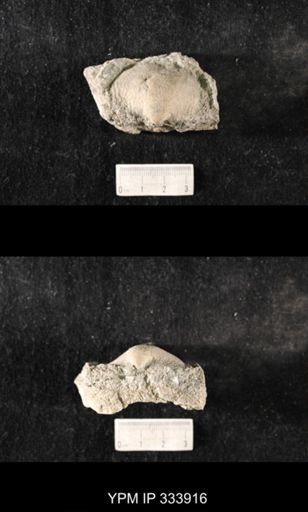 Echinoconchus sp.