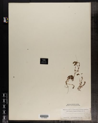 Plantae