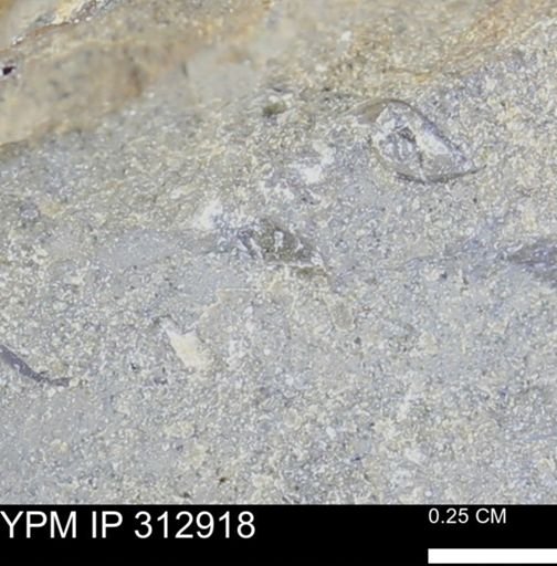 undet. Bivalvia