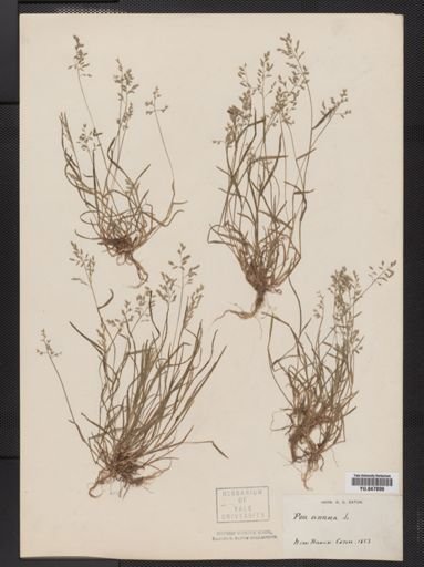 Poa annua
