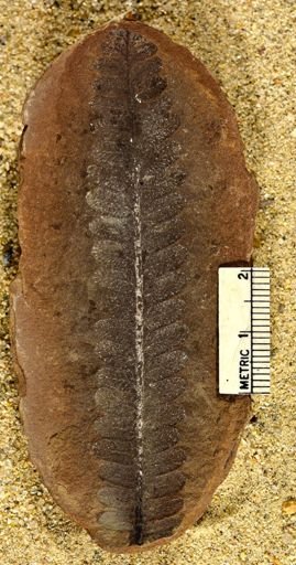 Pecopteris