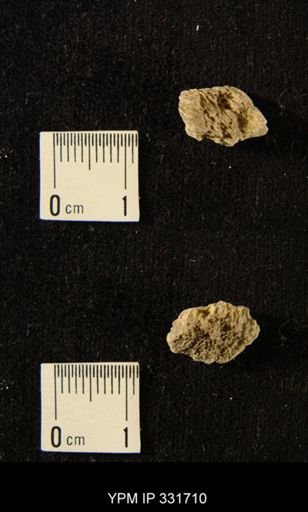 undet. Tabulata