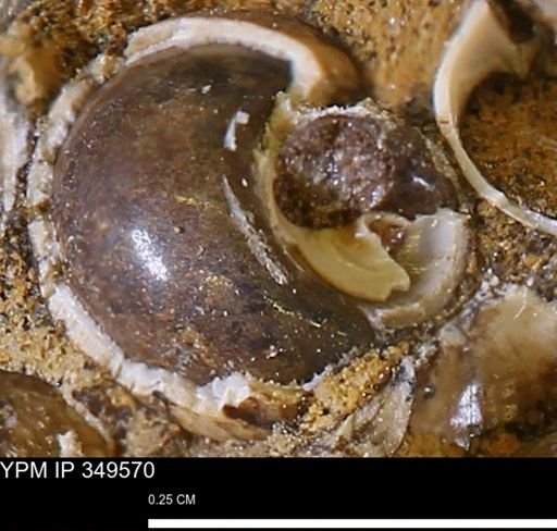 undet. Gastropoda