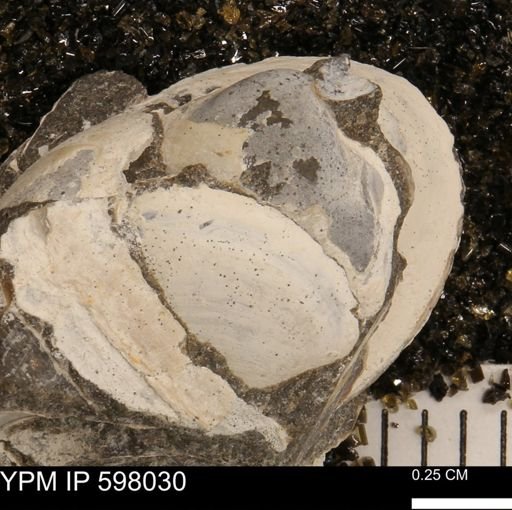 Protocardia?