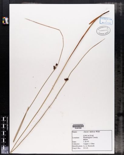Juncus balticus