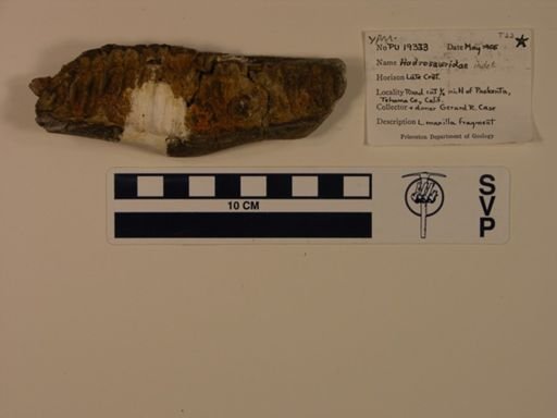 Hadrosauridae