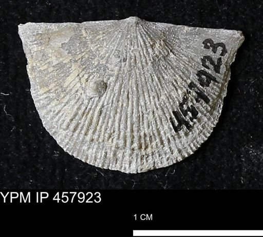 Strophodonta sp.