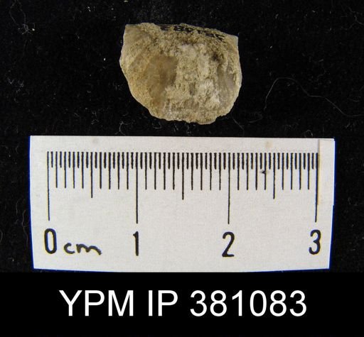 Stropheodonta calvini