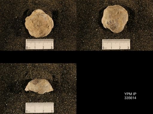 Linoproductus cora