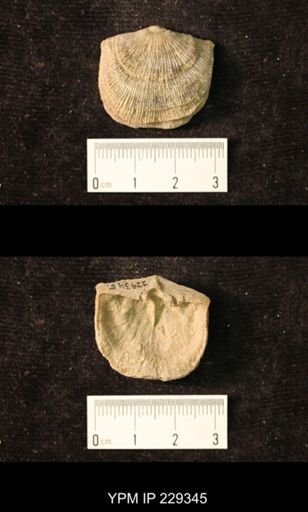 Derbya crassa texana
