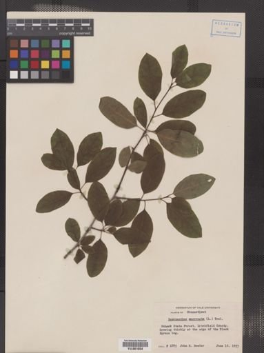 Ilex mucronata