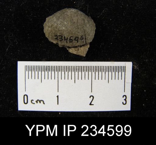 Marginifera muricatina