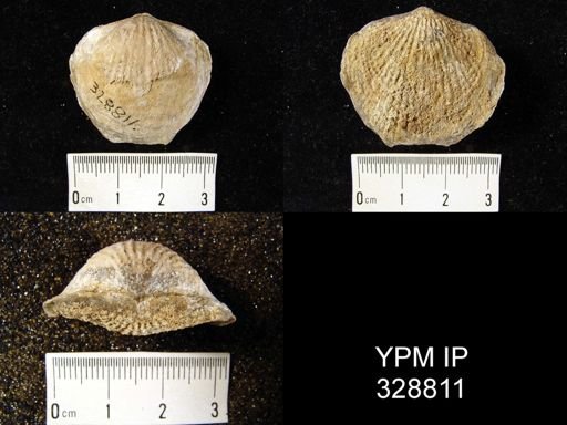 Atrypa sp.