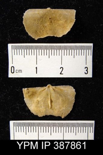 Dyoros sp.