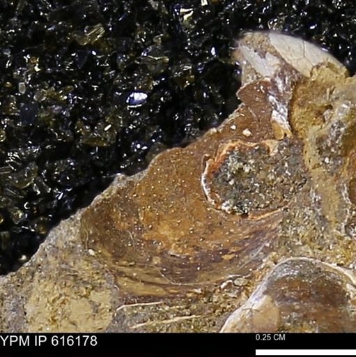 Protocardia subquadrata