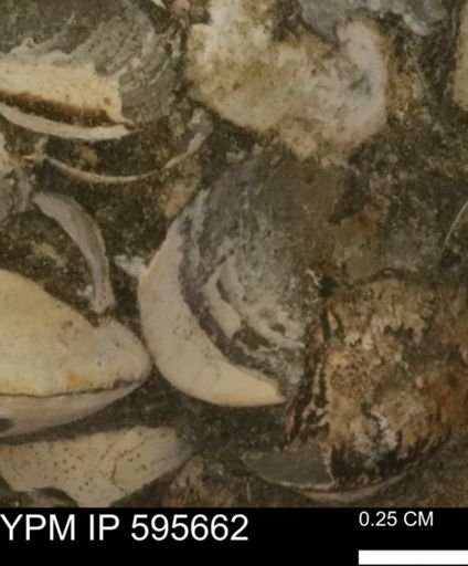 Protocardia sp.