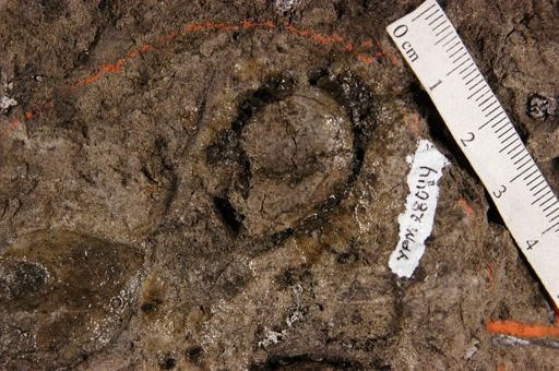 Manicaria portoricensis