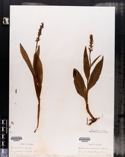 Plantae