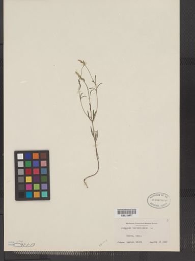 Polygala verticillata