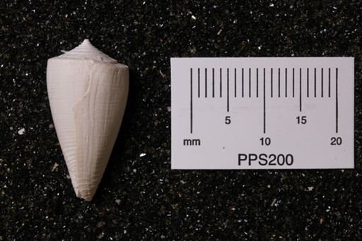 Conus (Lithoconus) spuroides