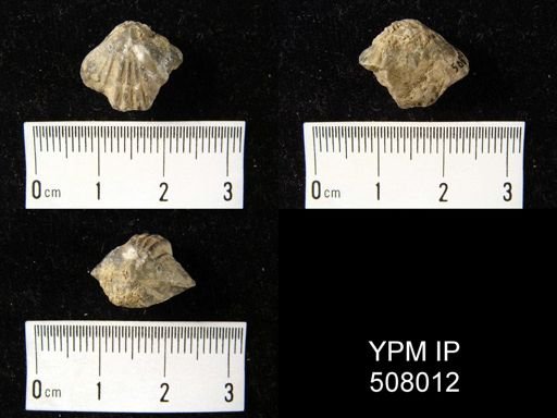 Camarophoria schlotheimi
