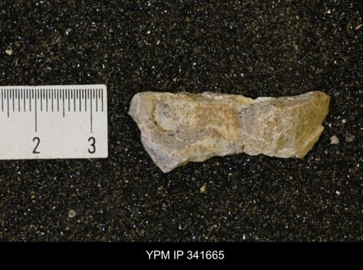 Scaphites sp.