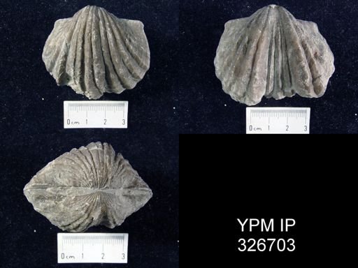 Platystrophia ponderosa