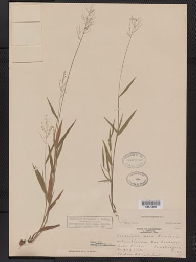 Panicum columbianum tsugetorum