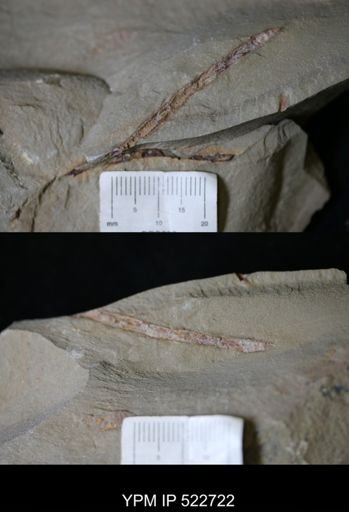 undet. Ichnofossil