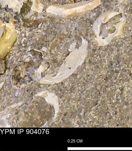 undet. Mollusca