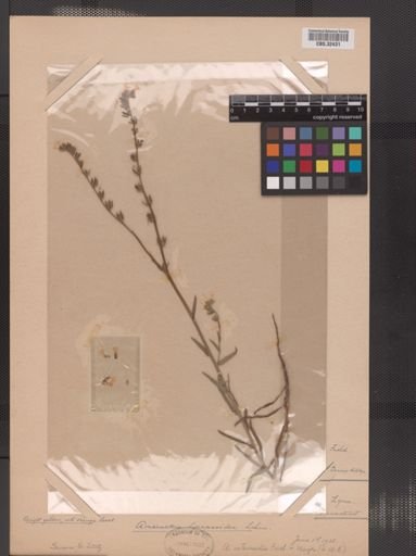 Amsinckia spectabilis