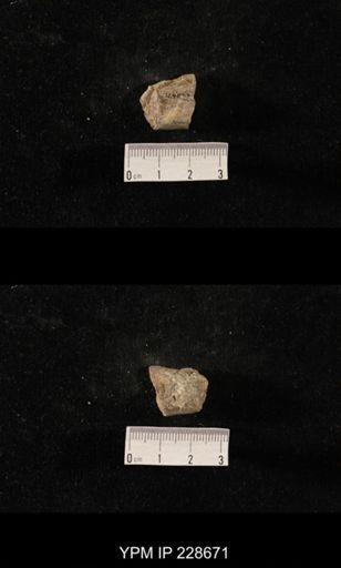 Orthoceras
