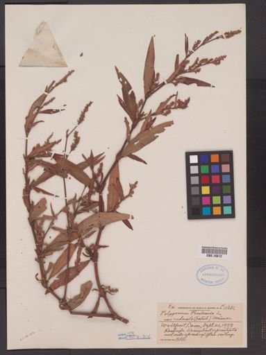 Polygonum persicaria