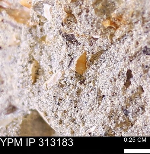 Corbicula