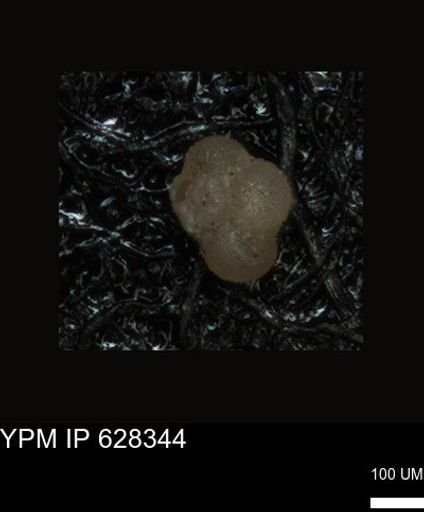 undet. Foraminiferida