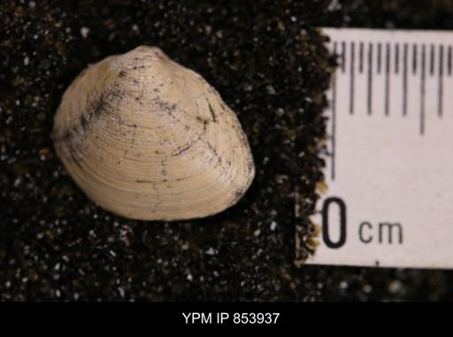 Limopsis striatopunctatus
