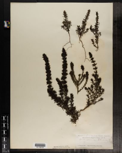 Plantae