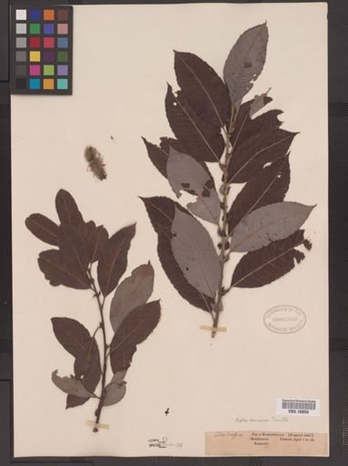 Salix discolor