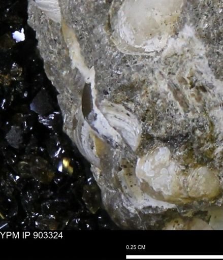 undet. Mollusca