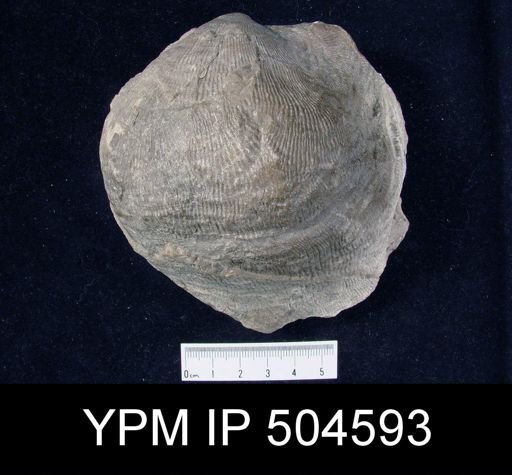 Gigantoproductus sp.