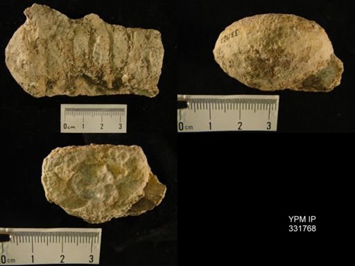 Selkirkoceras tyndallense