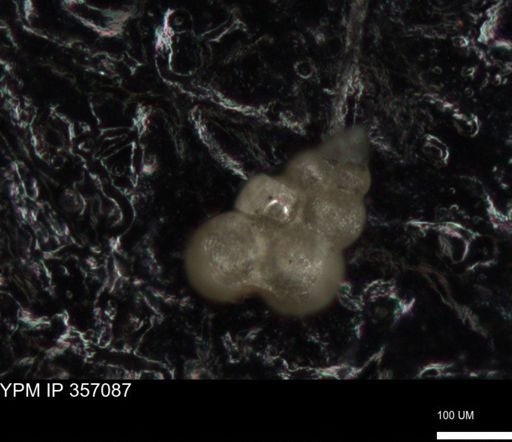 undet. Foraminiferida